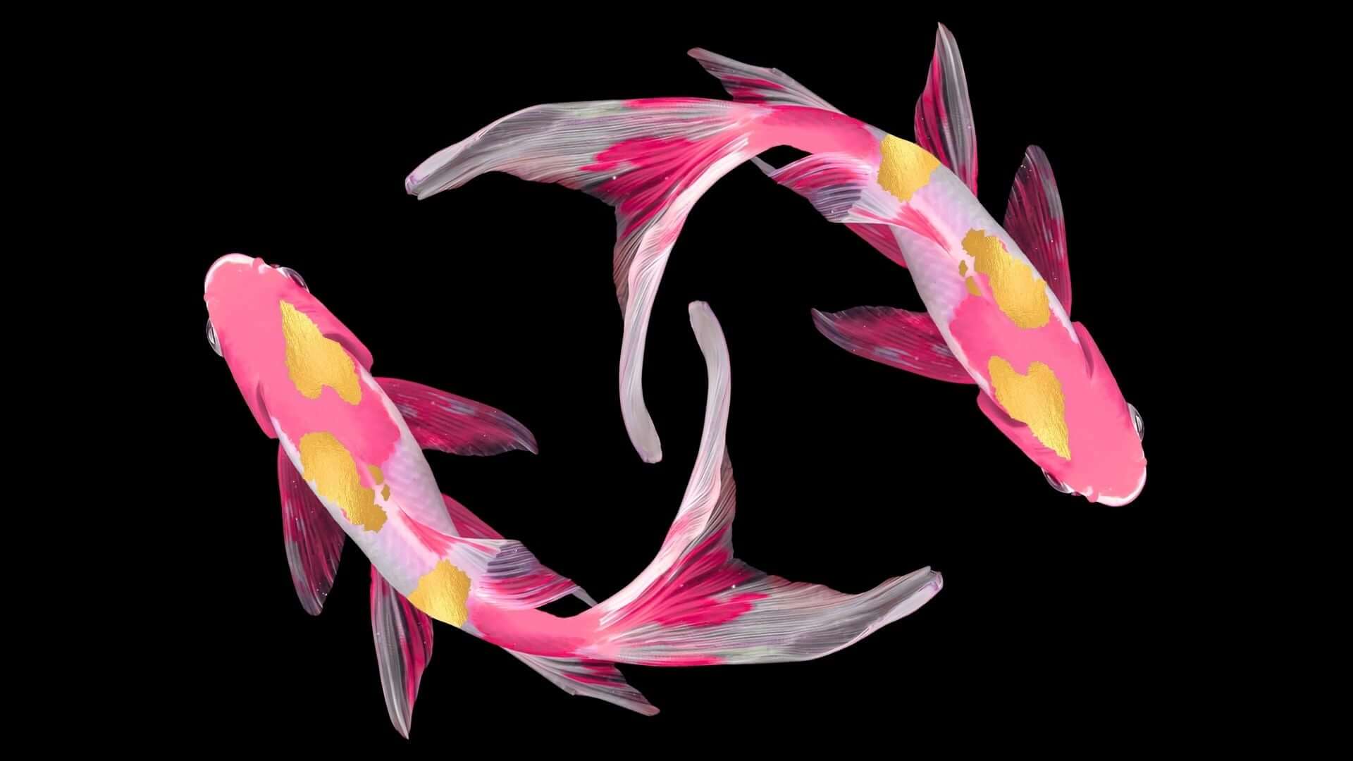 Pink and Gold Koi Fish | BuDhaGirl